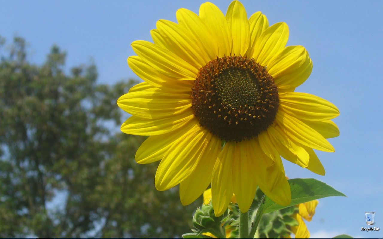 desktop_may_2010.jpg