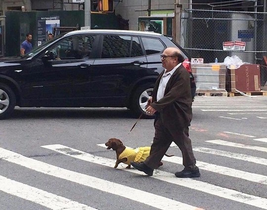 devito dog.jpg
