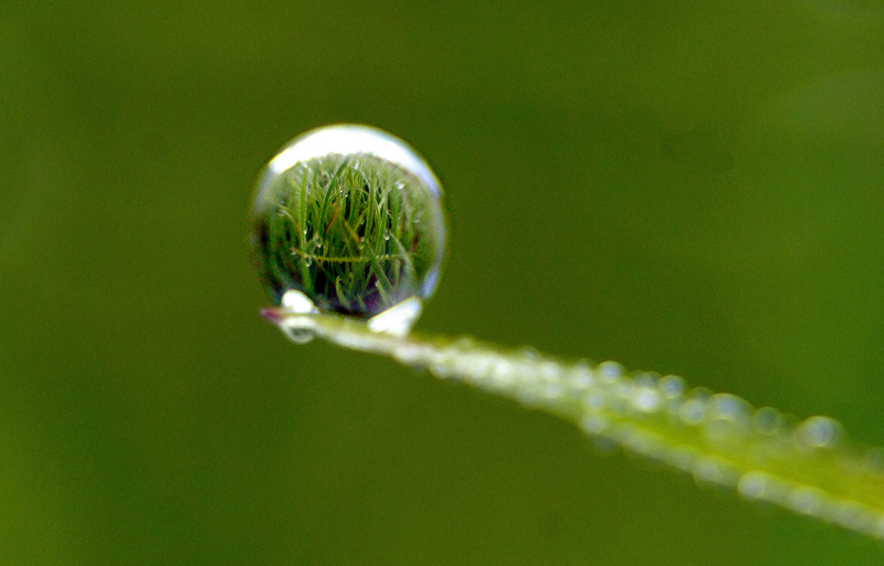 dew.jpg