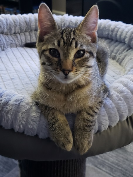 dexter cat.jpg