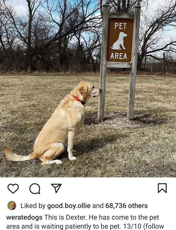 dexter dog.jpg