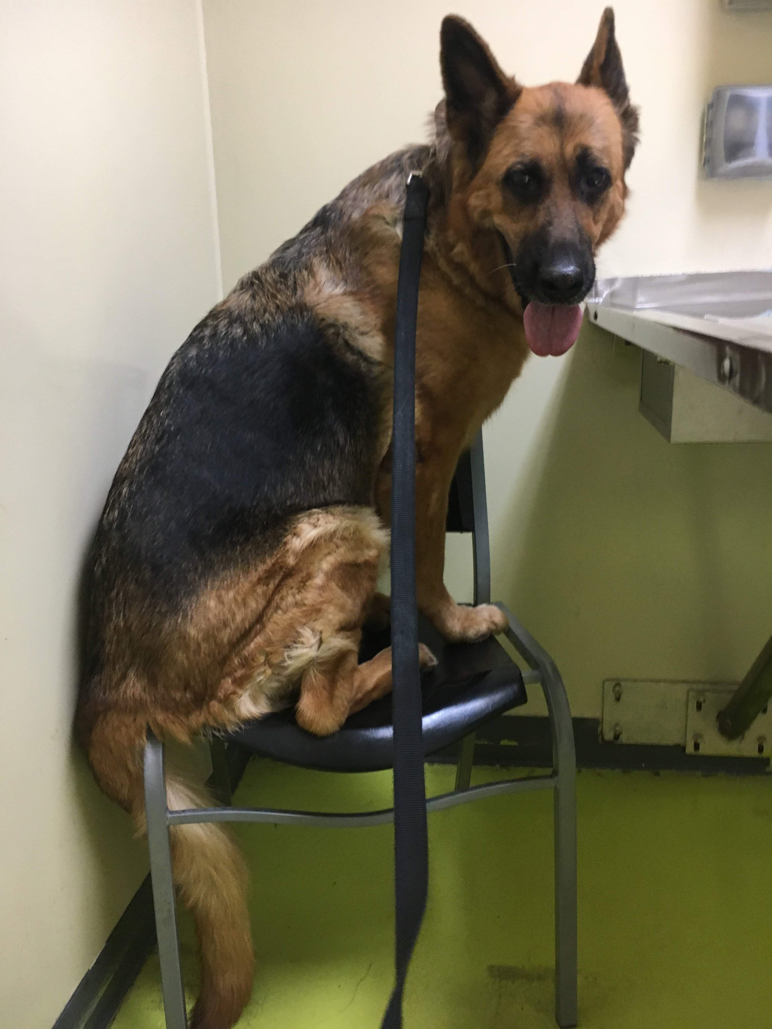 Diamond at vet.JPG