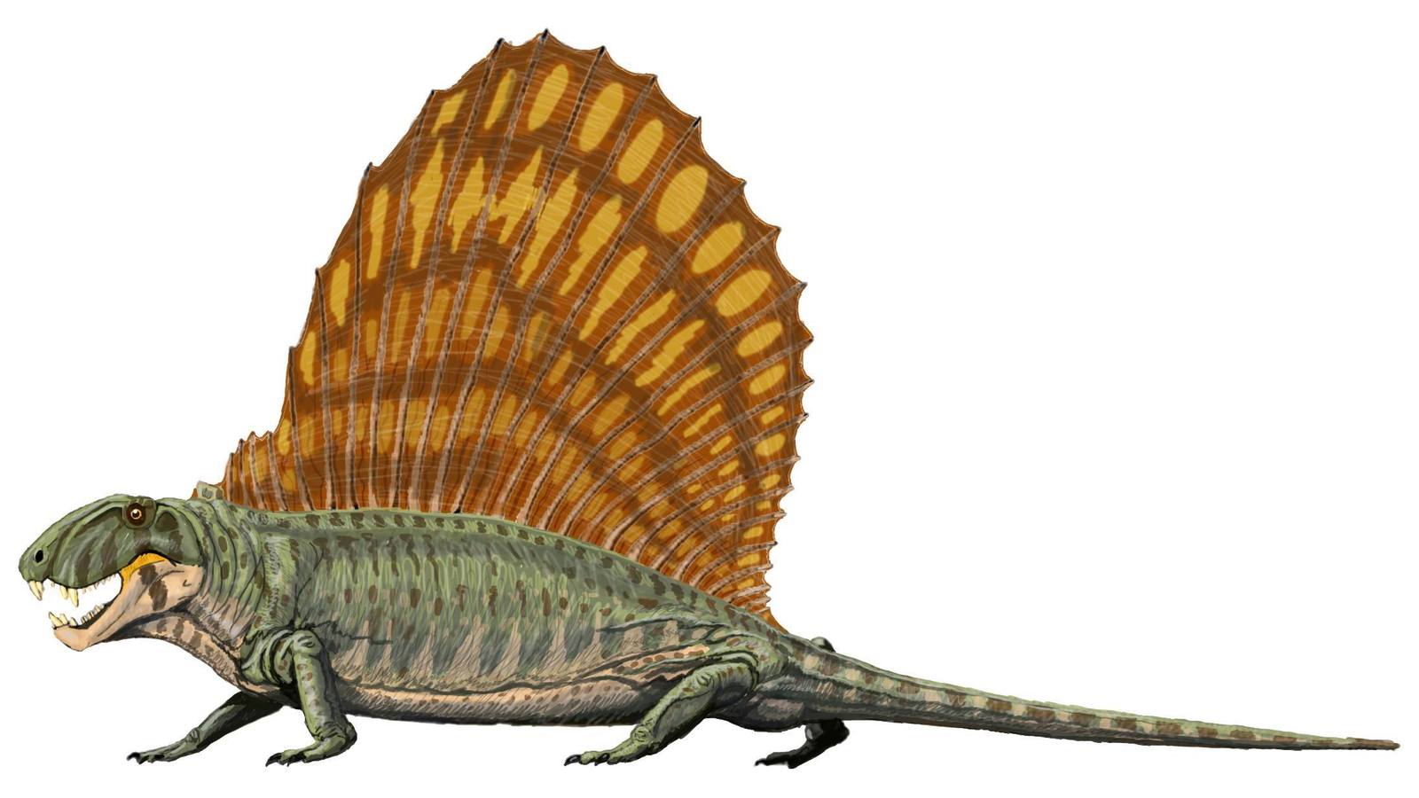 Dimetrodon_grandis.jpg