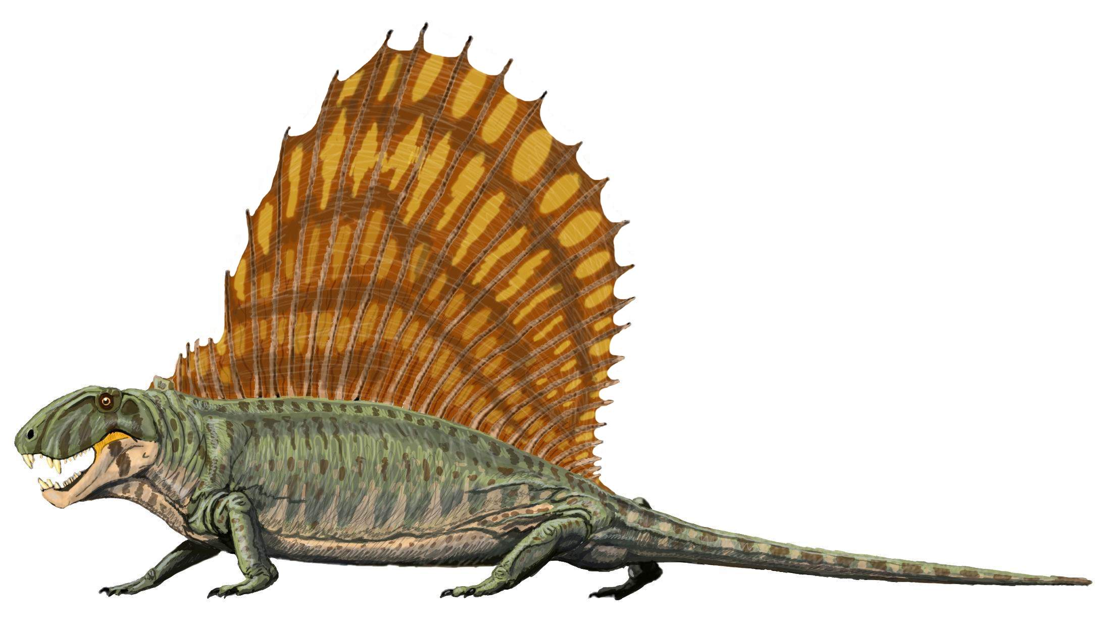 Dimetrodon_grandis.jpg