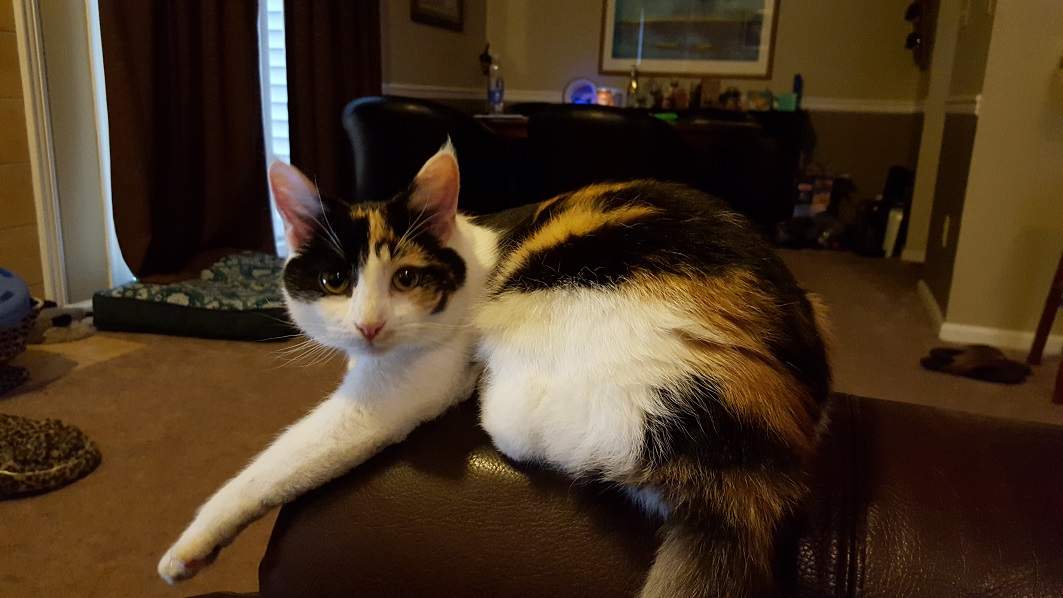 Dinah.jpg
