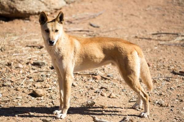 dingo.jpg