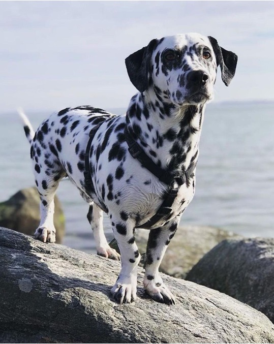 dino dog.jpg