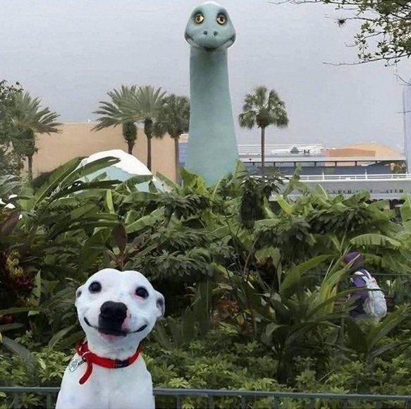 dino dog.jpg