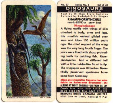 dino37.jpg