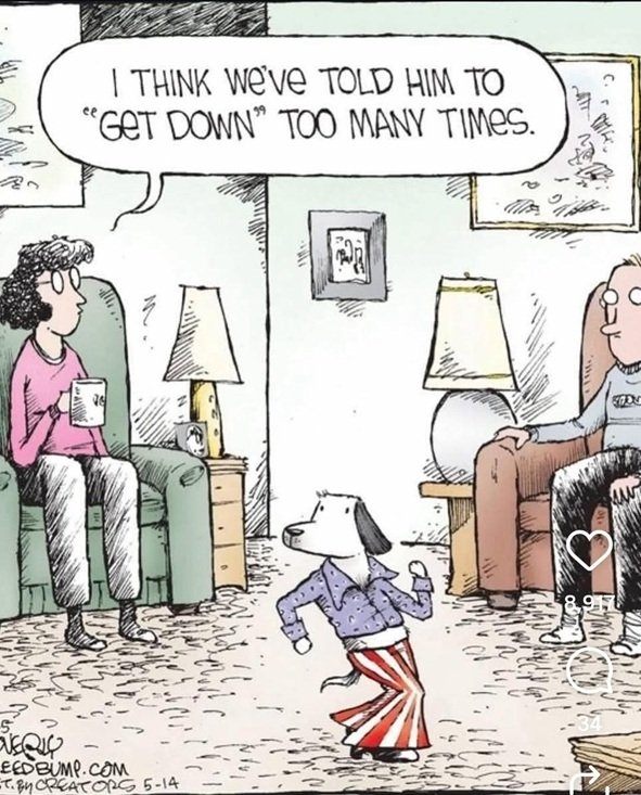disco dog.jpg