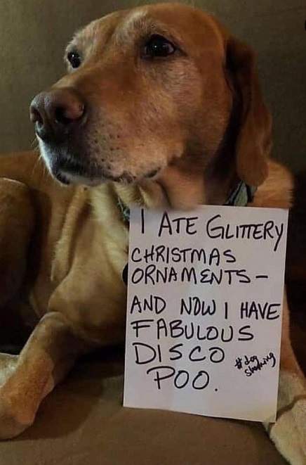 disco poo dog.jpg