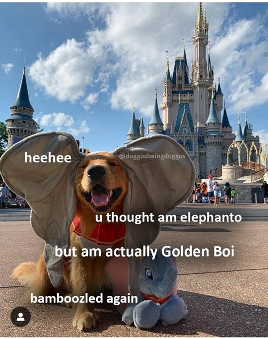 disney dog.jpg
