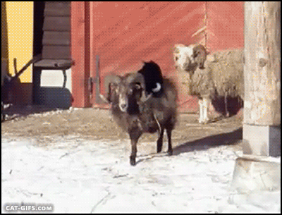 display.gif