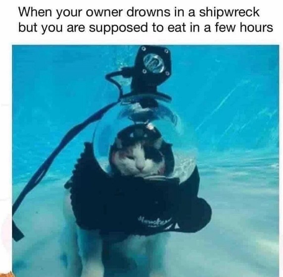 diving cat.jpg