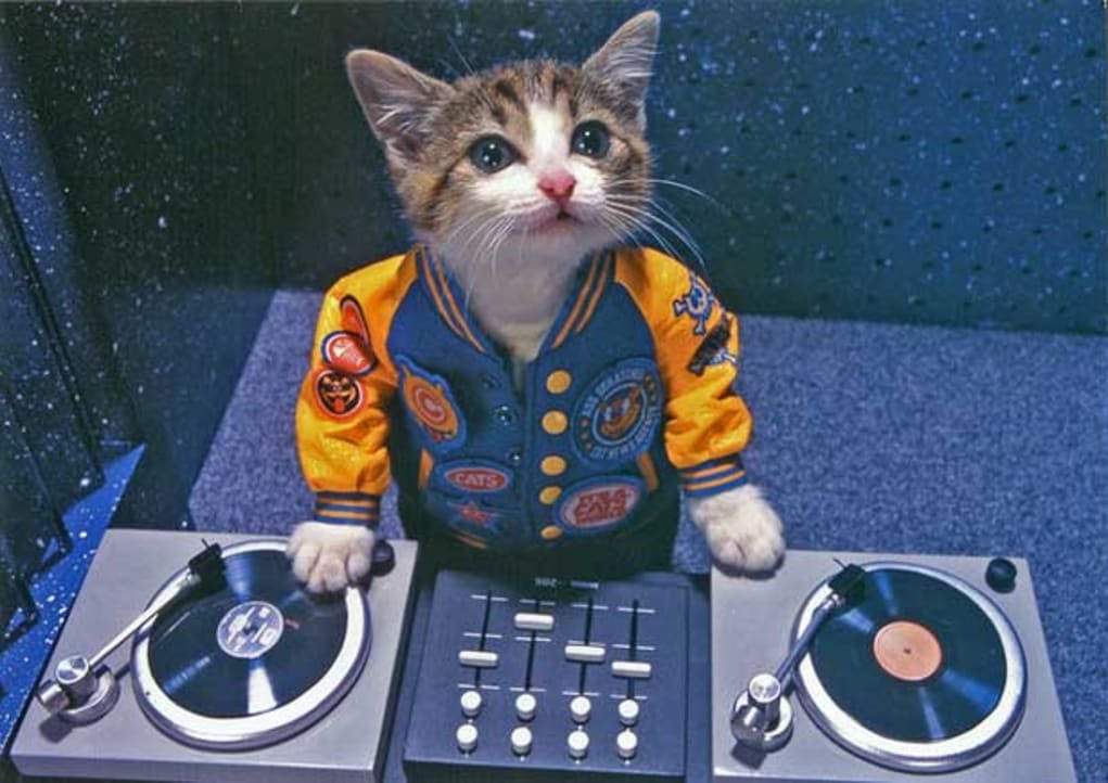 dj-kitty-main.jpg