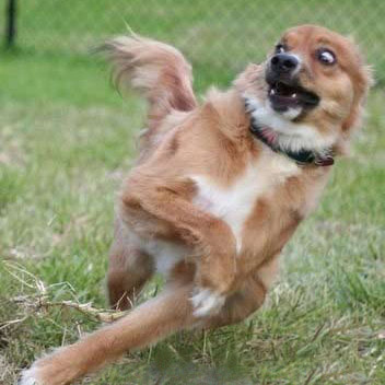 do-not-want-dog_no_caption.jpg