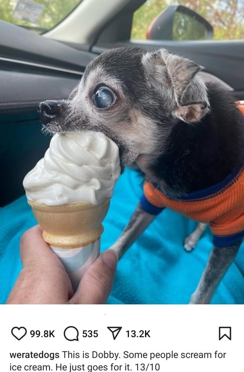 dobby dog.jpg