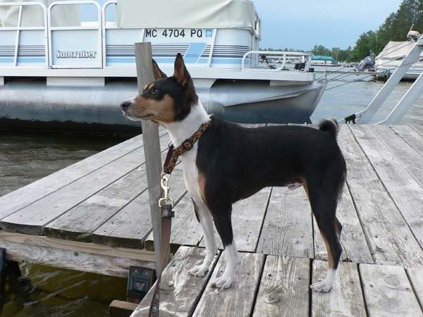 dockdog.jpg