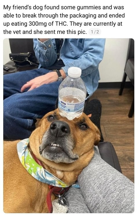 dog 1.jpg