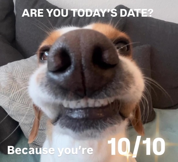 dog 10.jpg