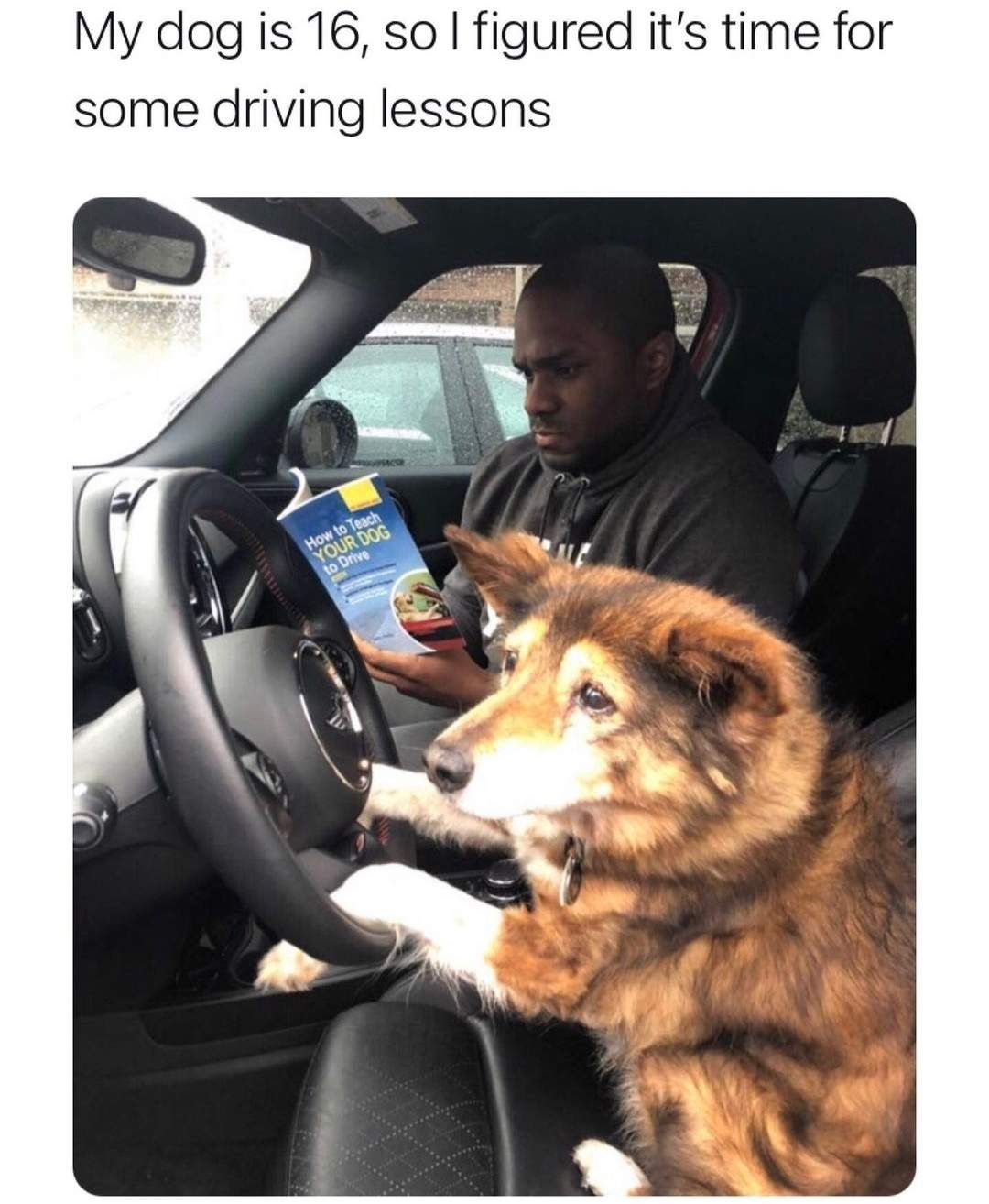 dog 16 driving.jpg