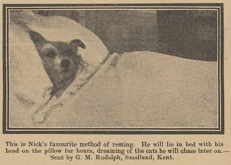 dog 1923.jpg