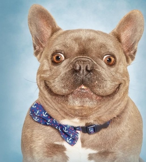 dog 2.jpg