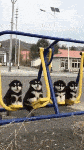 dog-2266425850.gif