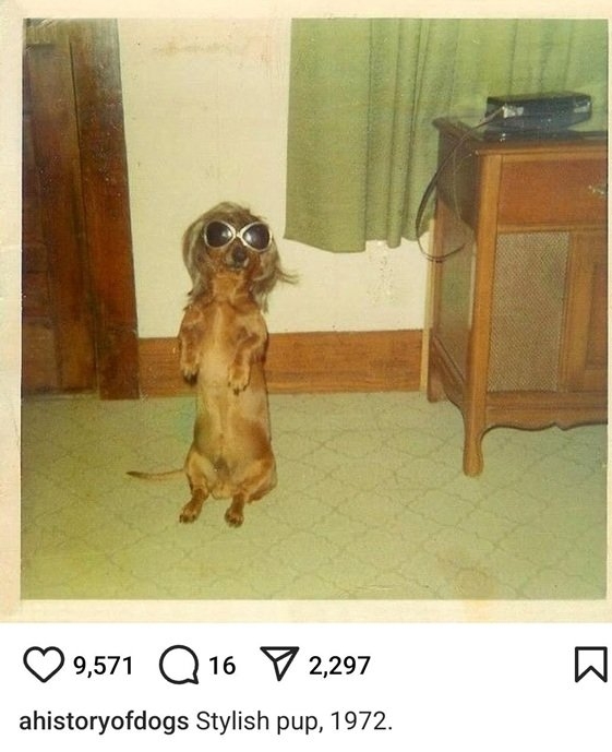 dog 72.jpg