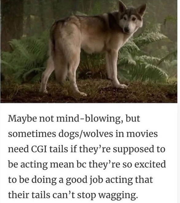 dog acting.jpg