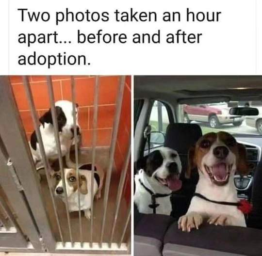dog adoption.jpg