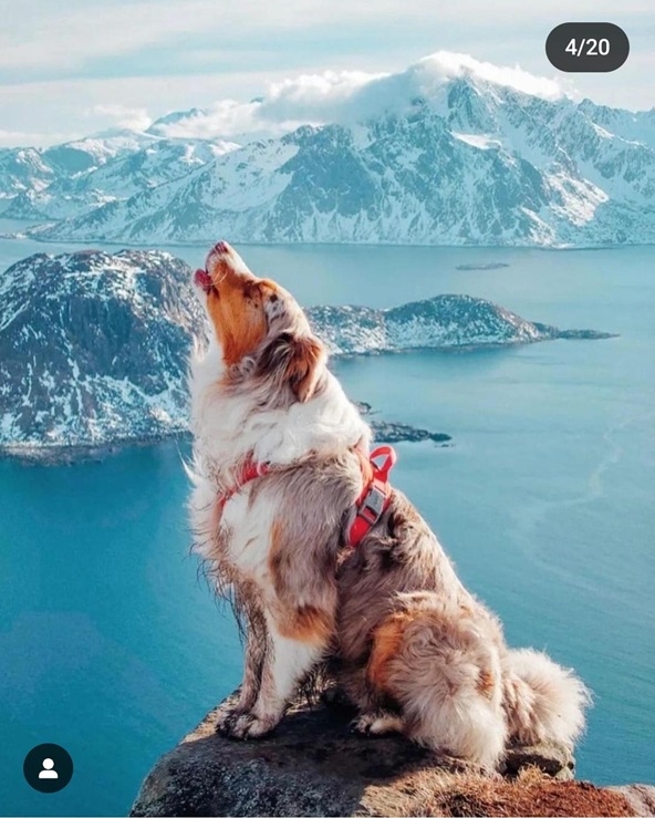 dog alaska.jpg