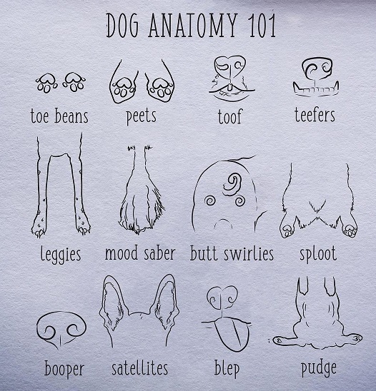 dog anatomy.jpg