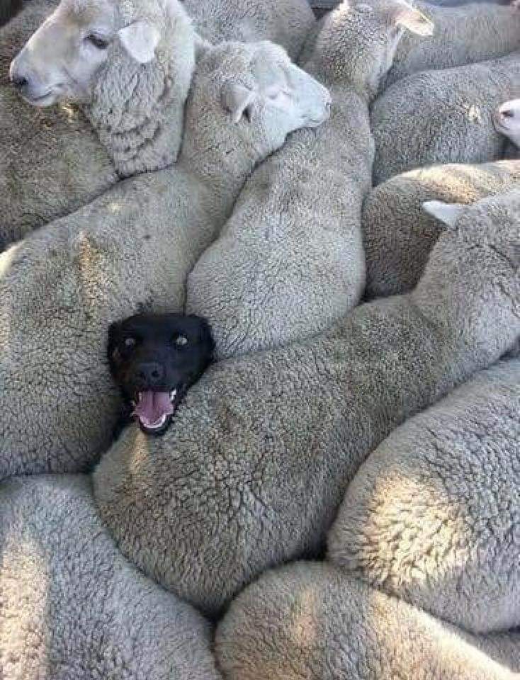 dog and sheep.jpg