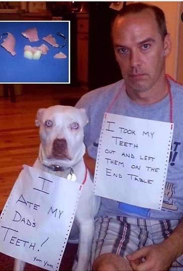 dog ate teeth.jpg