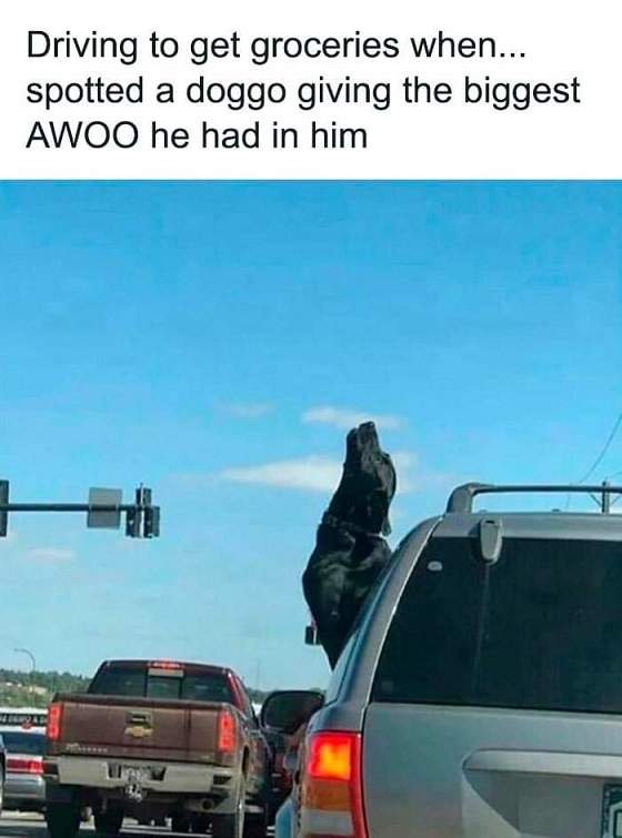 dog awoo.jpg