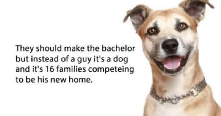 dog bachelor.jpg