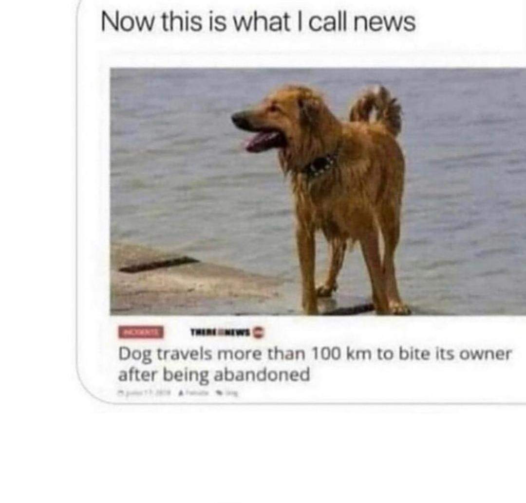 dog back to bite.jpg