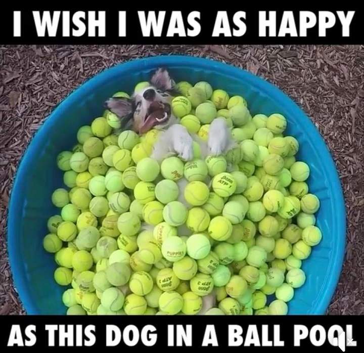 dog ball pool.jpg