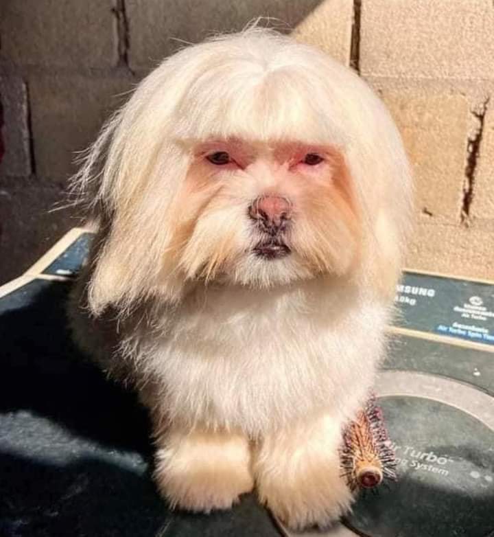 dog bangs 1.jpg