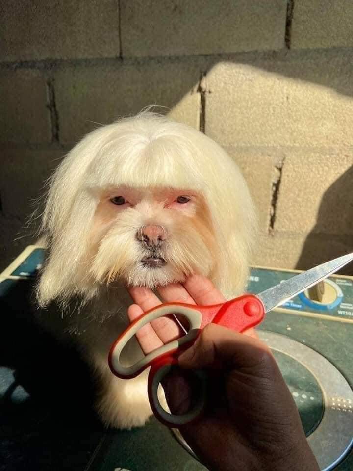dog bangs 2.jpg