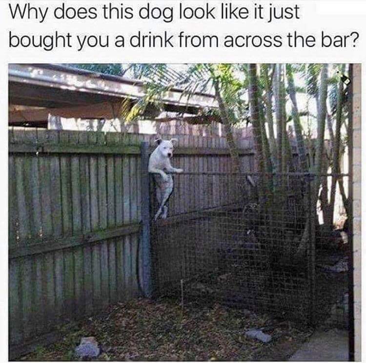 dog bar.jpg