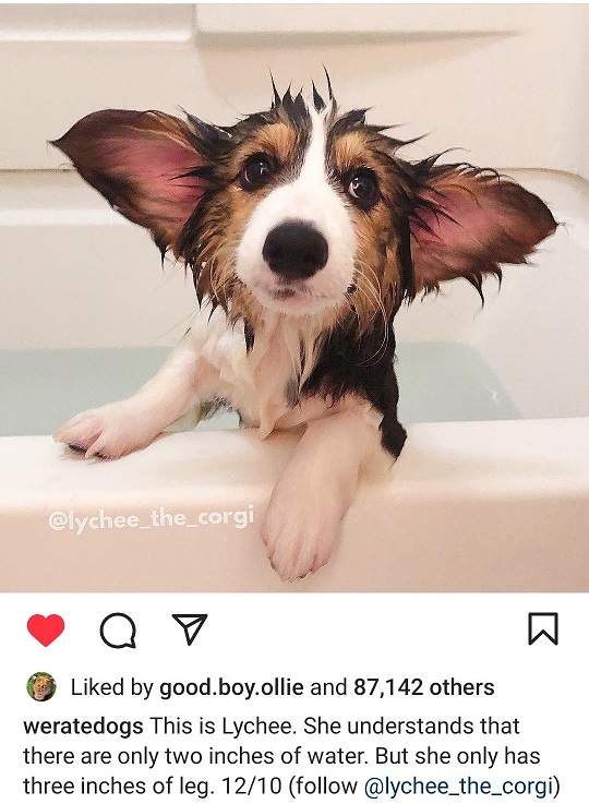 dog bath.jpg