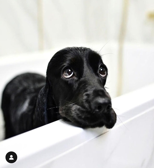 dog bath.jpg