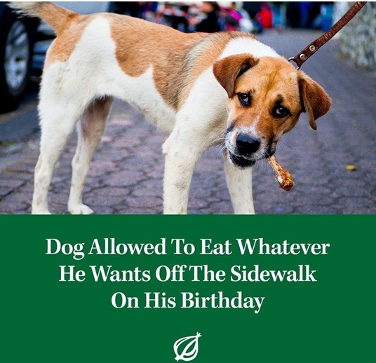 dog bday.jpg