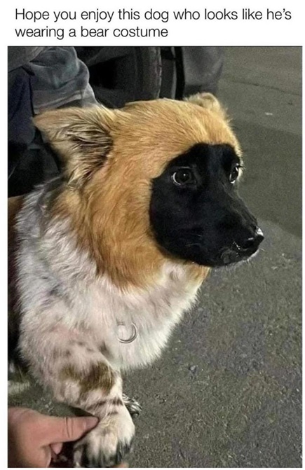 dog bear.jpg
