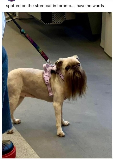 dog beard.jpg