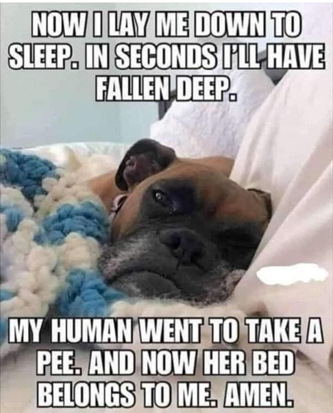 dog bed.jpg
