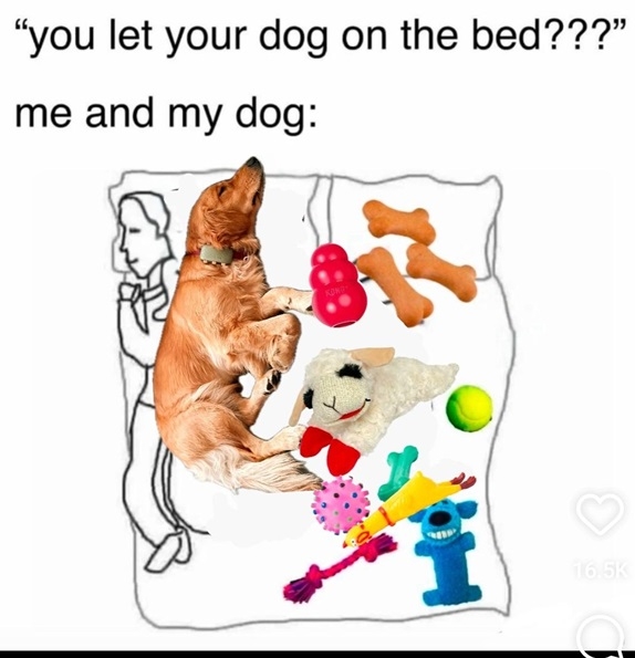 dog bed.jpg