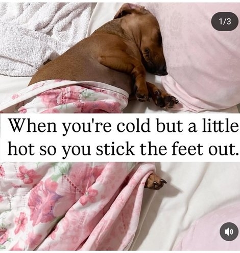 dog bed.jpg